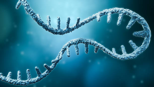 A 3D illustration of a single-stranded mRNA molecule with a helical backbone and protruding nucleobases.